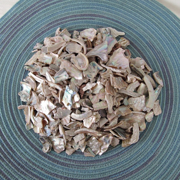 Real Natural Abalone Pieces for Crafting, Jewelry or Vase Filler, Tiny to 1.5 inch pieces, 1.5 pounds in gallon bag, beach tropical decor