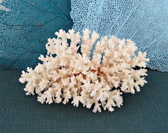Real Coral Piece, Natural White Lacy Coral, 7 x 4.5 x 4.5 Inch Coral Piece, Display, Coastal Sea Life Accent Piece, Real White  Coral Chunk