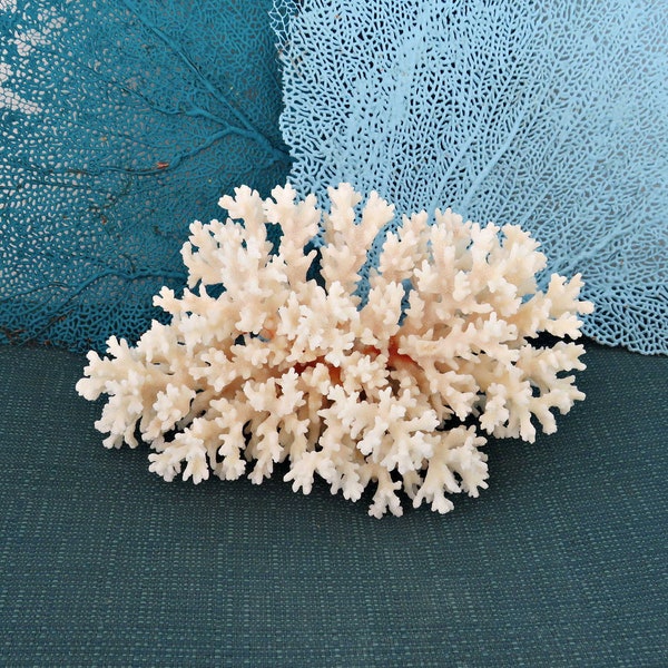 Real Coral Piece, Natural White Lacy Coral, 7 x 4.5 x 4.5 Inch Coral Piece, Display, Coastal Sea Life Accent Piece, Real White  Coral Chunk