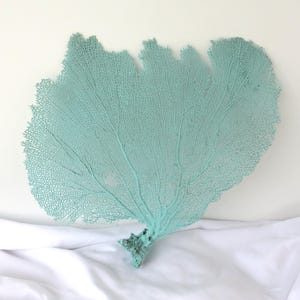 Real Sea Fan, Light Aqua Blue Sea Fan, 13 X 12 Inch Sea Fan, Beach Coastal Decor, Bahama Seafan, Nautical Decor, Baby Boy Decor, Bath Decor