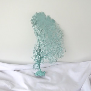Natural Sea Fan Coral, Aqua Turquoise Blue Sea Fan 10 x 6 inches, Beach Decor For Framing Bahama Seafan, Coastal Decor, Real Sea Fan Coral