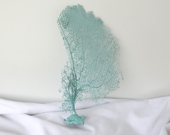 Abanico de mar turquesa aguamarina, coral natural de las Bahamas, decoración costera (10 x 6 pulgadas)