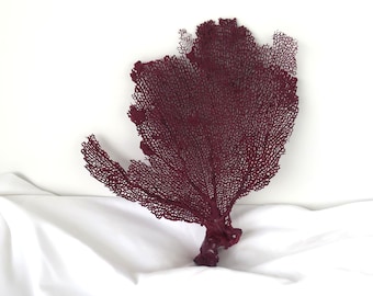 Painted Sea Fan 11 X 11 Inches, Burgundy Red Wine Color, Coastal Decor