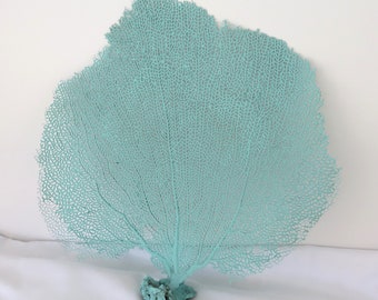 Real Sea Fan, Light Aqua Blue Sea Fan, 11 X 11 Inch Sea Fan, Beach Coastal Decor, Bahama Seafan, Nautical Decor, Seafan for Framing