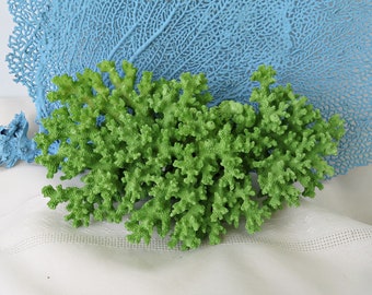 Green Painted Real Coral Piece, Painted Apple Green Lacy Coral, 7.5 x 4.25 x 2.5 Inch Green Coral Piece, Display, Coastal Sea Life Accent