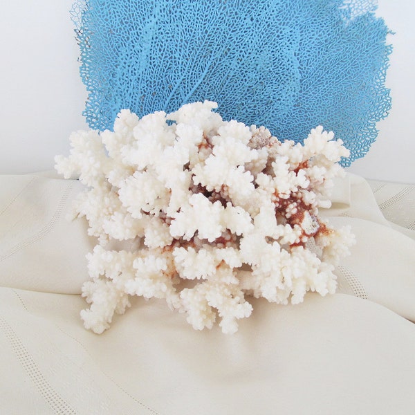 Real Coral Piece, Natural White Brown Stemmed Coral, 8 x 8 x 4 Inch Coral Piece, Display, Coastal Sea Life Accent Piece, White Brown Coral