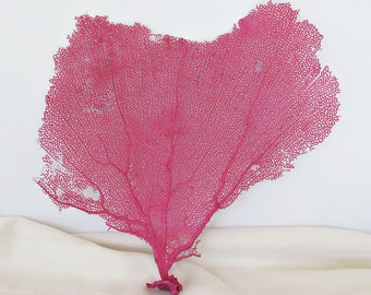 Fuschia Sea Fan 14 X 14 Inches, Real Natural Sea Fan, Fuchsia or Hot Pink Sea Fan Coral for Framing, Beach Coastal Decor Sea Fan to Frame