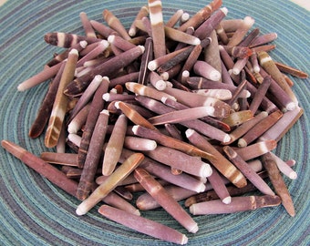 Natural Brown and White Sea Urchin Spines, Crafting and Jewelry Supplies