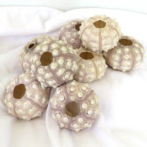 Purple Sputnik Sea Urchins, 2.5 Inch Craft Supplies, Set of 8