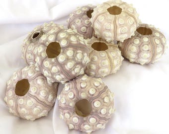 Erizos de mar morados Sputnik, 6,35 cm (2,5 pulgadas), material para manualidades, juego de 8