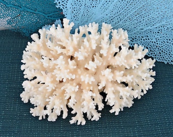 Real Coral Piece, Natural White Lacy Coral, 6.5 x 5 x 3.5 Inch Coral Piece, Display, Coastal Sea Life Accent Piece, White Coral Chunk