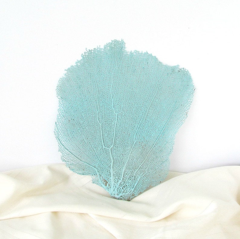 Sea Fan Coral Light Aqua Turquoise Blue Sea Fan Beach Decor For Framing Bahama Seafan Coastal Decor Real Sea Fan Coral Sea Fan Aqua