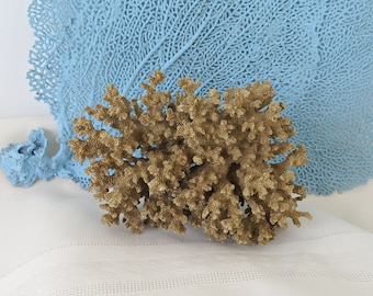 Metallic Gold Painted Coral Piece, Coastal Display Accent (5x3x3.75 Inch)