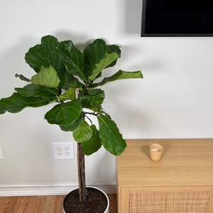 May include: A Fiddle Leaf Fig plant in a white pot with large, green leaves. The plant is next to a light wood cabinet with a small candle. The floor is wood.
