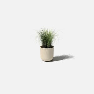 May include: A potted plant featuring a cluster of thin, upright green grass blades growing from a smooth, cylindrical, light beige container. The plant has a rounded base and is set against a plain, neutral background.
