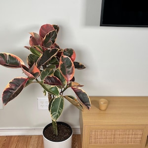 May include: A potted rubber plant with green, pink, and burgundy leaves. The plant is in a white pot, set on a wooden floor. A wooden cabinet and a small candle are in the background.