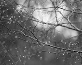 The Magic of a Rainy Day -- Black and White Photograph