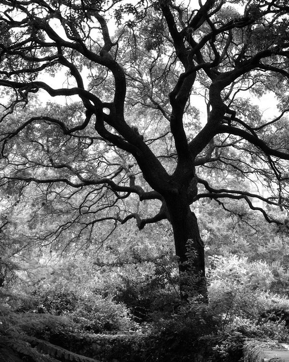 Big Black Oak Tree Black and White Landscape Photograph Etsy