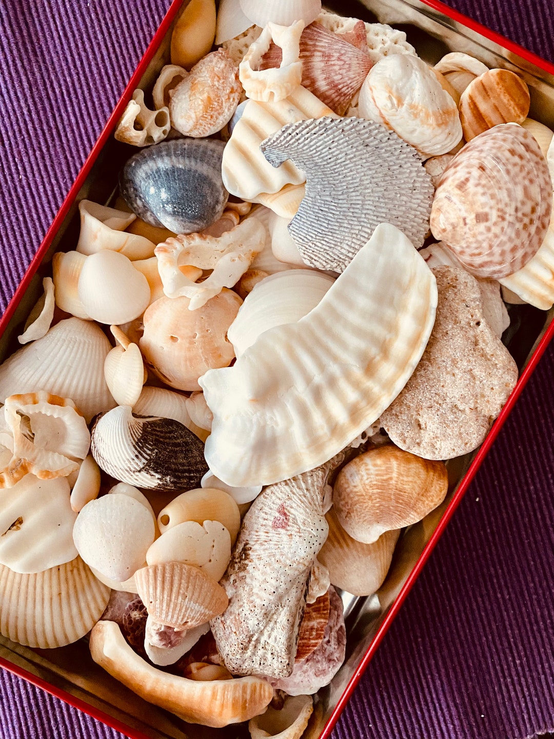 Pretty Sea Shells | Crafting Shells | Arts and Crafts Shells | Nautical ...