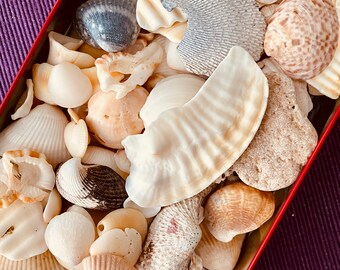 Ładne muszle morskie | Tworzenie muszli | Muszle artystyczne i rzemieślnicze | Dekoracja domu w stylu marynistycznym