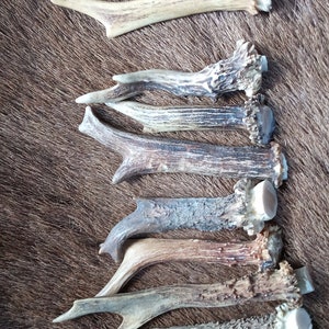 Deer Antlers and Tips- ethically sourced