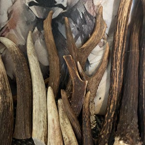 Deer Antlers - ethically sourced image 1