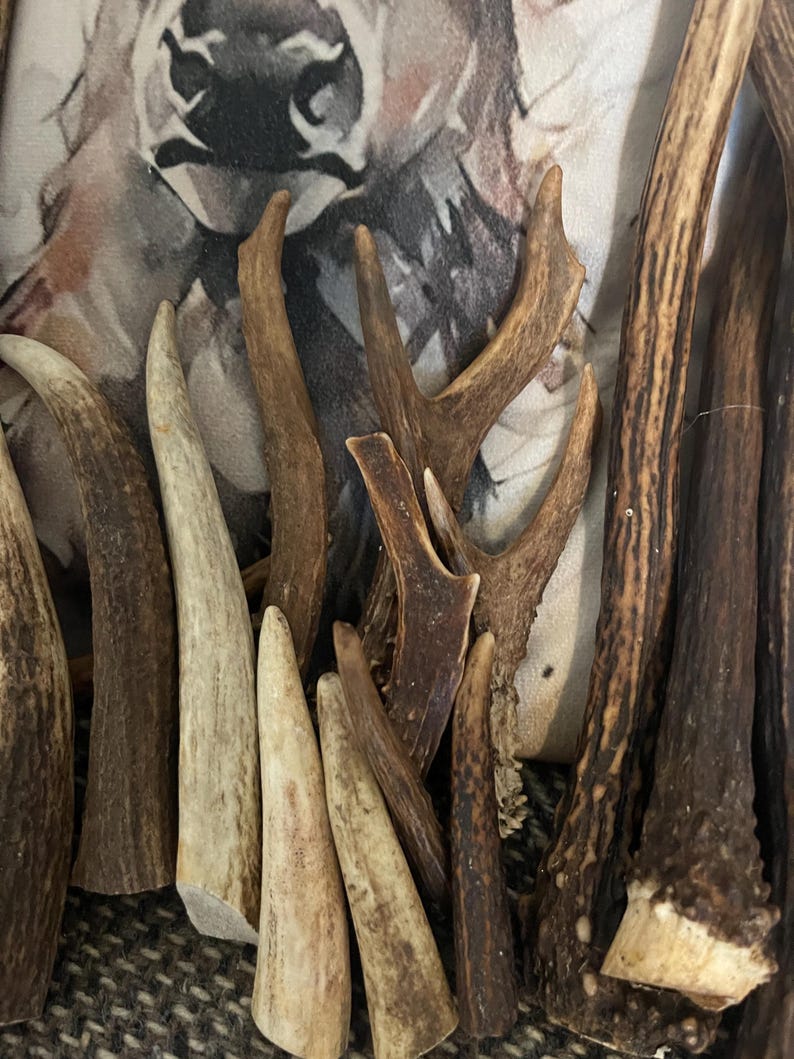 Deer Antlers - ethically sourced image 1