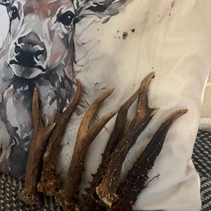 Deer Antlers - ethically sourced small