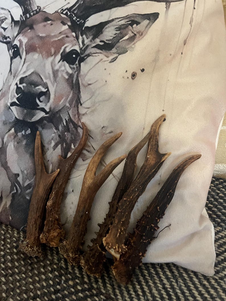 Deer Antlers - ethically sourced small