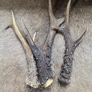 May include: Three brown deer antlers with a rough, textured surface. The antlers are arranged in a cluster, with the tips pointing in different directions.