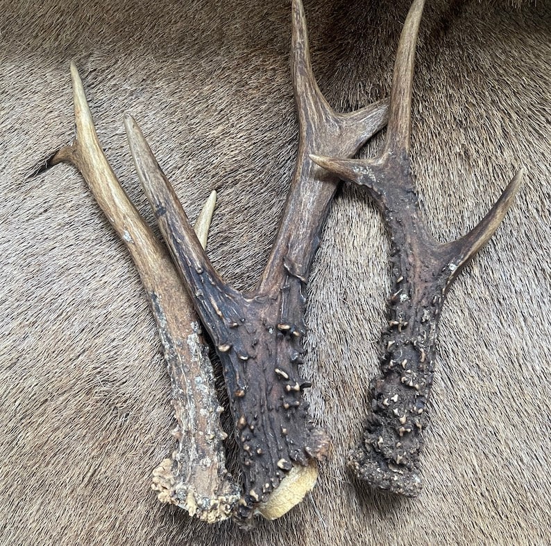 May include: Three brown deer antlers with a rough, textured surface. The antlers are arranged in a cluster, with the tips pointing in different directions.