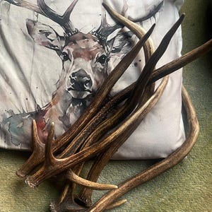Deer Antlers - ethically sourced image 2