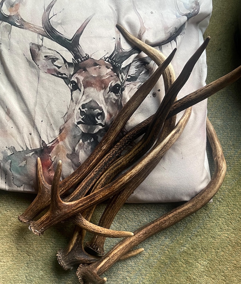 Deer Antlers - ethically sourced image 2