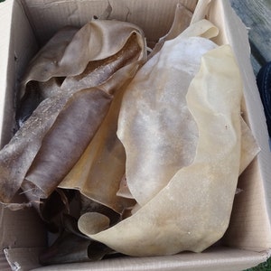 May include: A cardboard box filled with several large, light brown, dried, and flexible pieces of animal hide.
