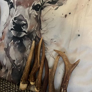 Deer Antlers - ethically sourced medium