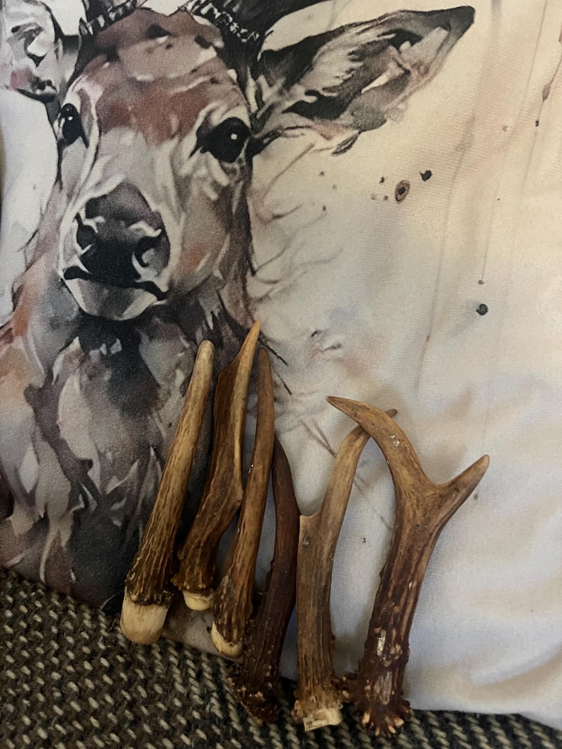 Deer Antlers - ethically sourced medium