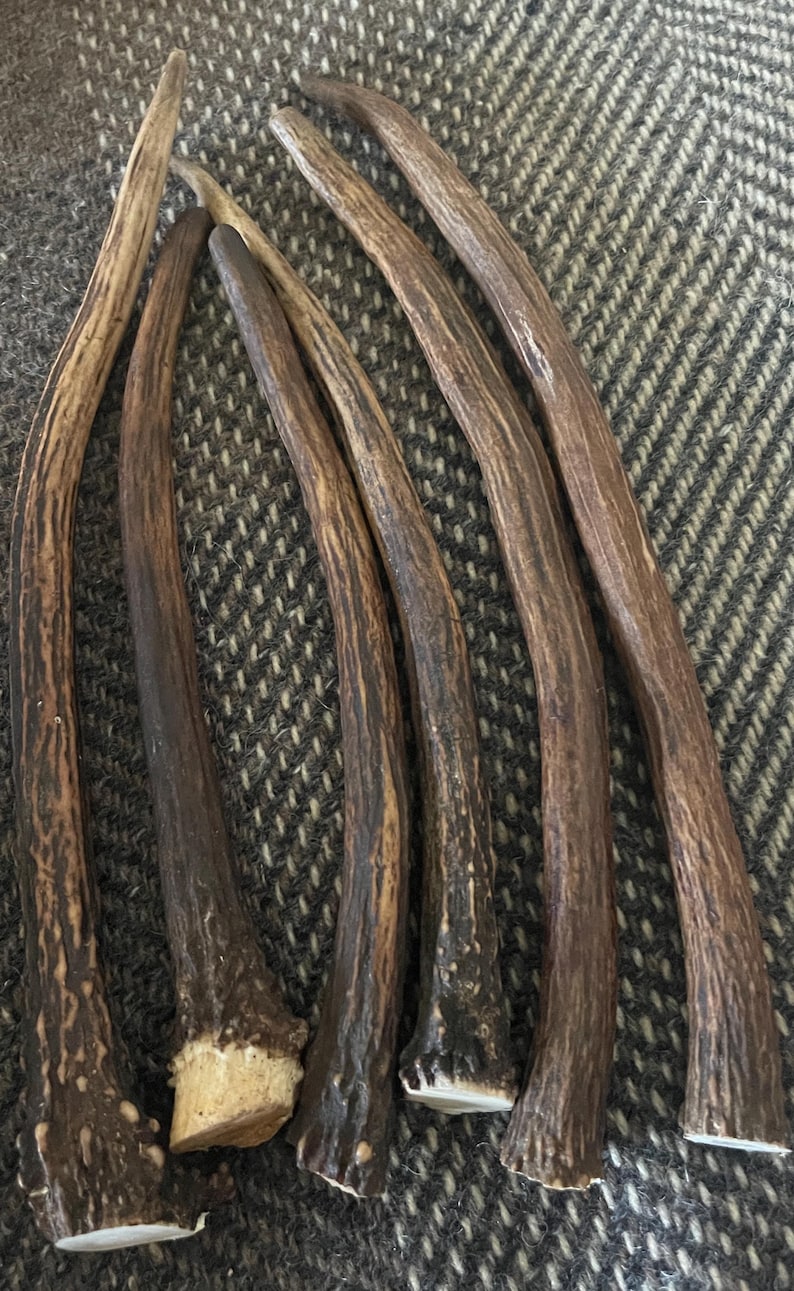 Deer Antlers - ethically sourced Large