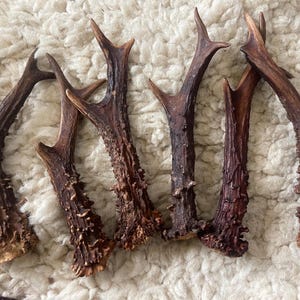 May include: Six brown deer antlers with a rough, textured surface. The antlers are arranged in a cluster on a white, fluffy surface.