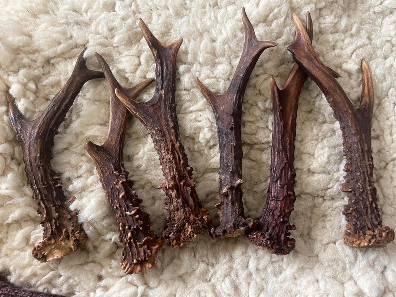 May include: Six brown deer antlers with a rough, textured surface. The antlers are arranged in a cluster on a white, fluffy surface.