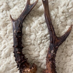 May include: Two brown deer antlers with a rough, textured surface. The antlers are approximately 25 cm long and have a natural, rustic look.