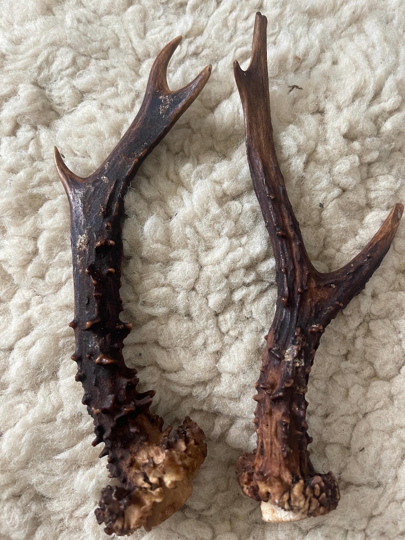 May include: Two brown deer antlers with a rough, textured surface. The antlers are approximately 25 cm long and have a natural, rustic look.