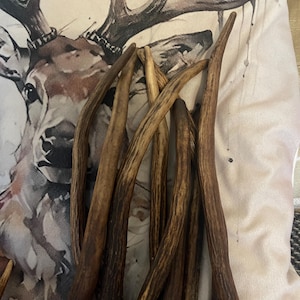 Deer Antlers - ethically sourced X large