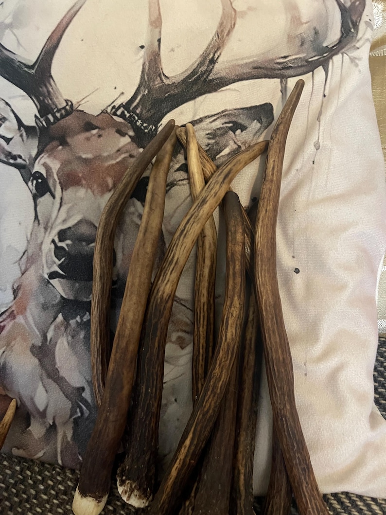 Deer Antlers - ethically sourced X large