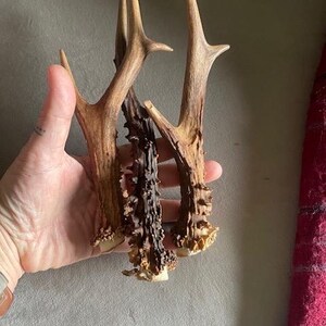 Deer Antlers - ethically sourced medium pairs