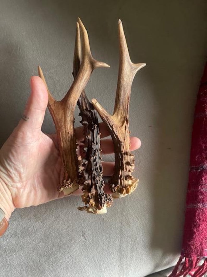 Deer Antlers - ethically sourced medium pairs