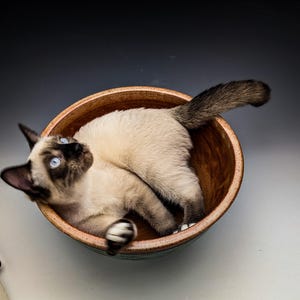 May include: A Siamese kitten with blue eyes and dark brown points on its ears, face, and tail, resting inside a round, speckled, dark brown ceramic bowl with a smooth, glossy interior and a textured, earthy rim.