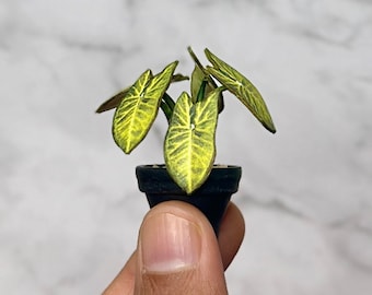 Handgemaakte miniatuur caladiumplant – poppenhuisplant schaal 1/12
