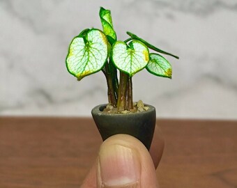 Handgemaakte miniatuur Brunnera 'Jack Frost'-plant – poppenhuisplant schaal 1/12