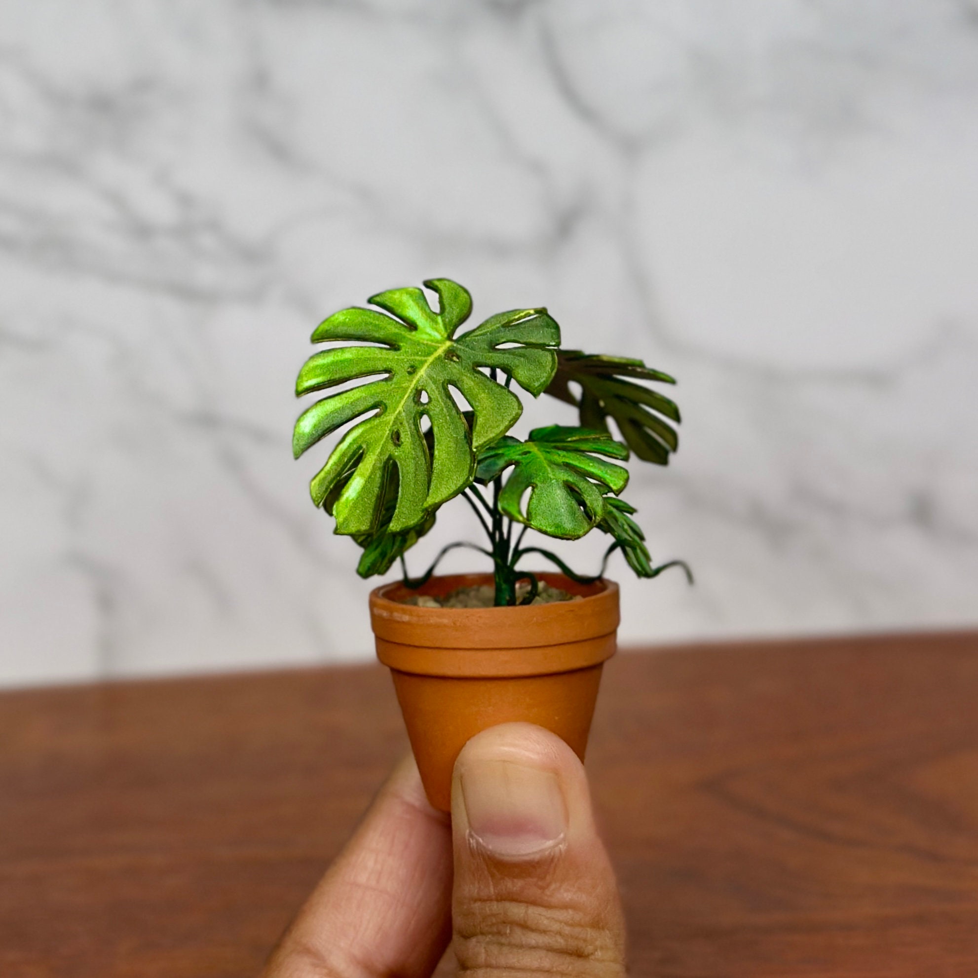 philodendron kletternd Philodendron hederaceum | Philodendron scandens main image 1