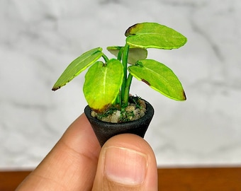 Handgemaakte miniatuur alocassia-plant – poppenhuisdecor op schaal 1/12